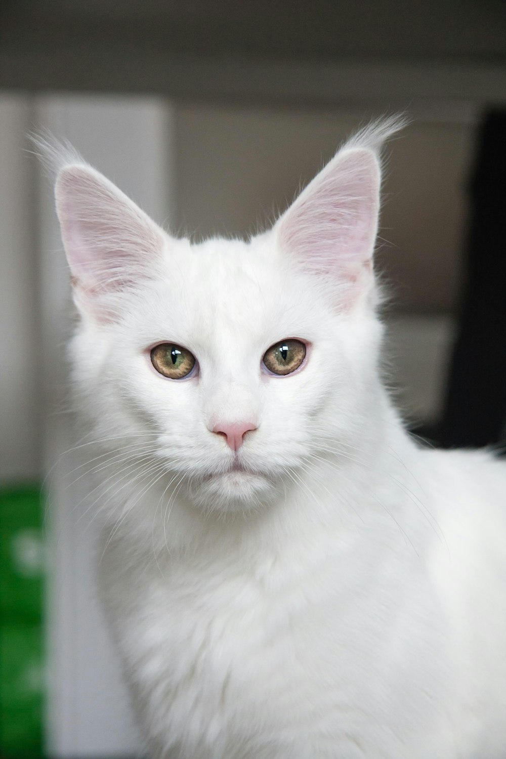 white cat in close up photography