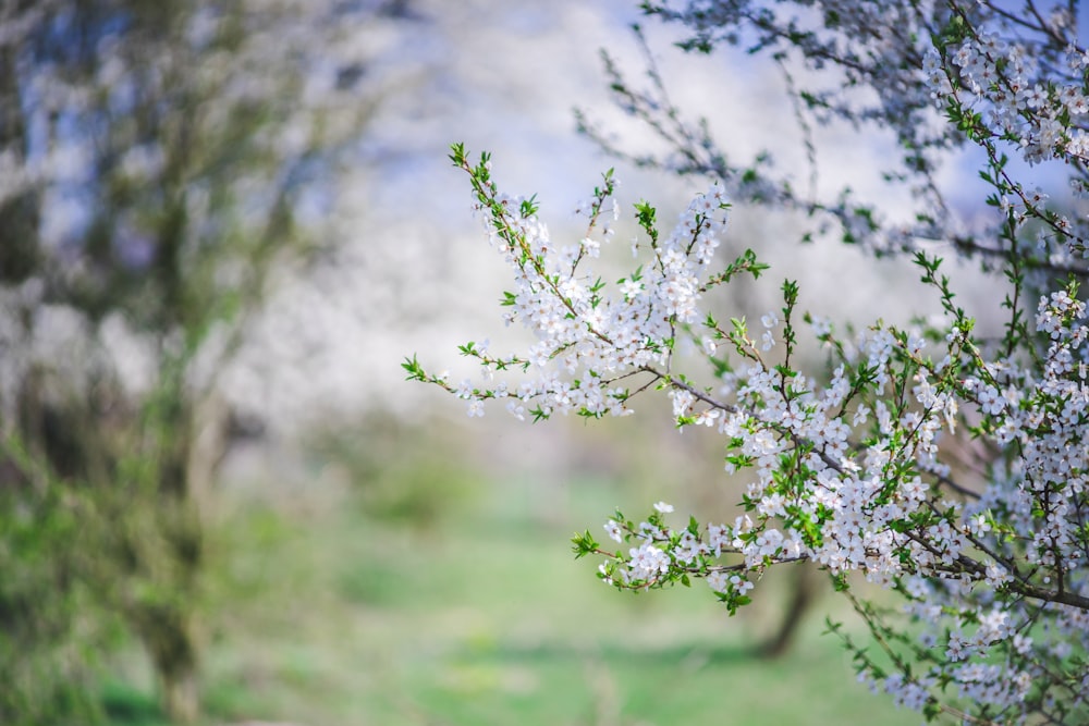 white flower in tilt shift lens