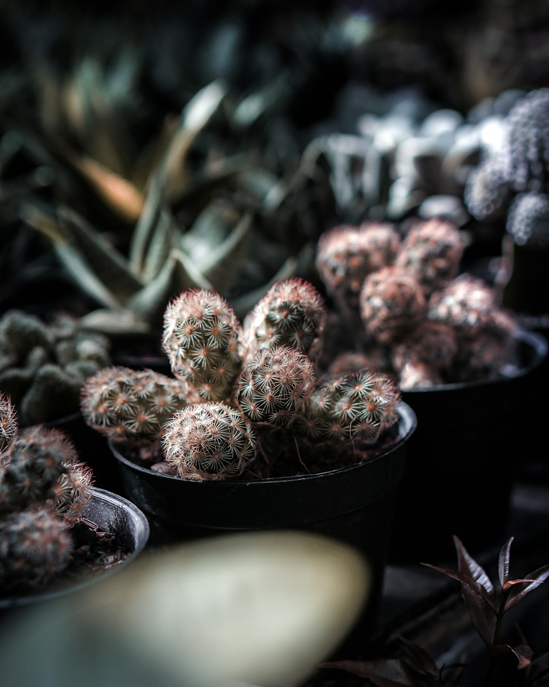 green and brown plant on black pot