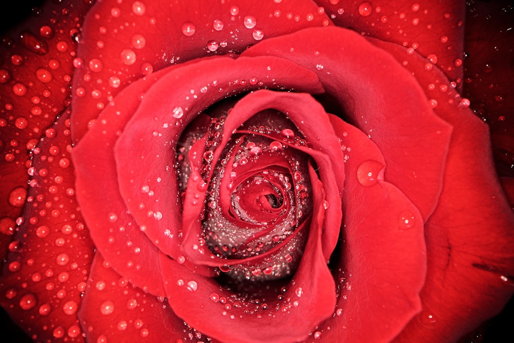 rosa roja con gotas de agua