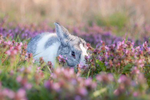 A bunny nestled in a patch of wildflowers, looking serene and content.