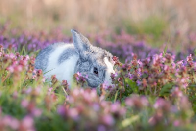 A pastel-colored scene of a smiling cartoon bunny reading a book under a tree.
