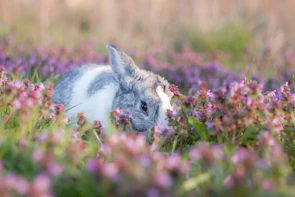 A serene scene of a holland lop exploring a lavender and blush pink garden patch.