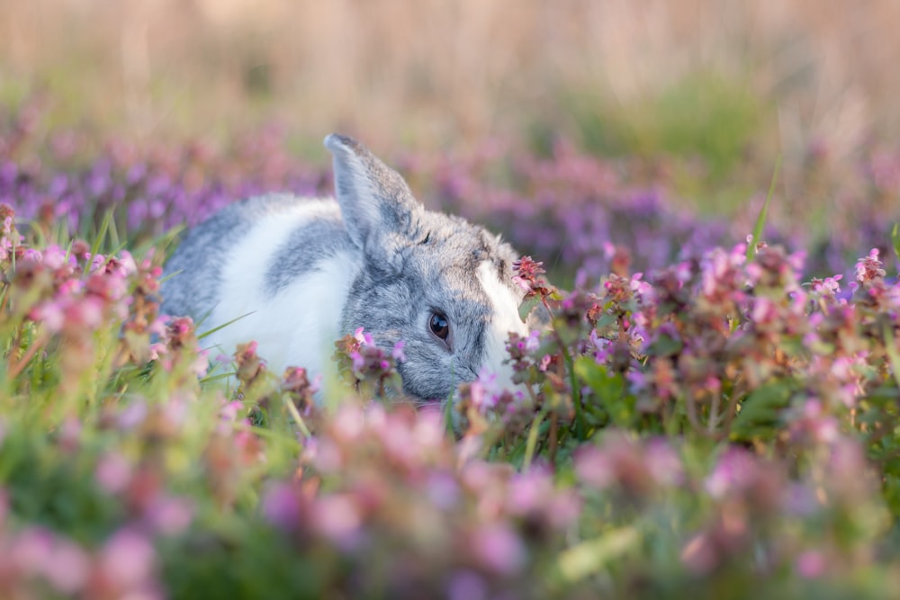 낮 동안 갈색 잔디밭에 흰색과 회색 토끼