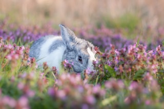 white and gray rabbit on brown grass field during daytime