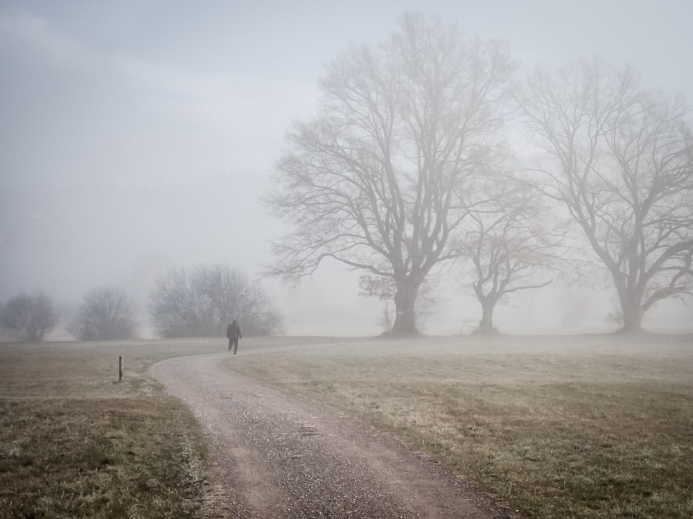 person walking on dirt road between bare trees during foggy weather