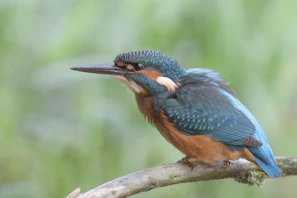 A close-up of a vibrant kingfisher perched on a branch beside a sparkling river