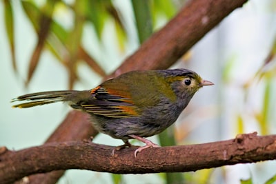 black and brown bird on brown tree branch during daytime