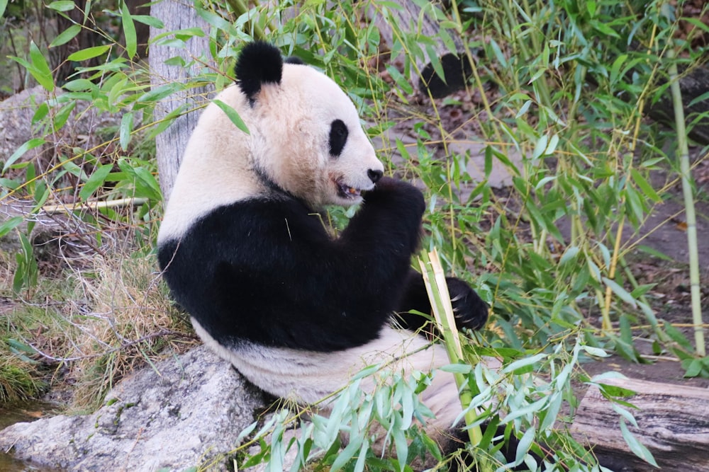 panda on green grass during daytime