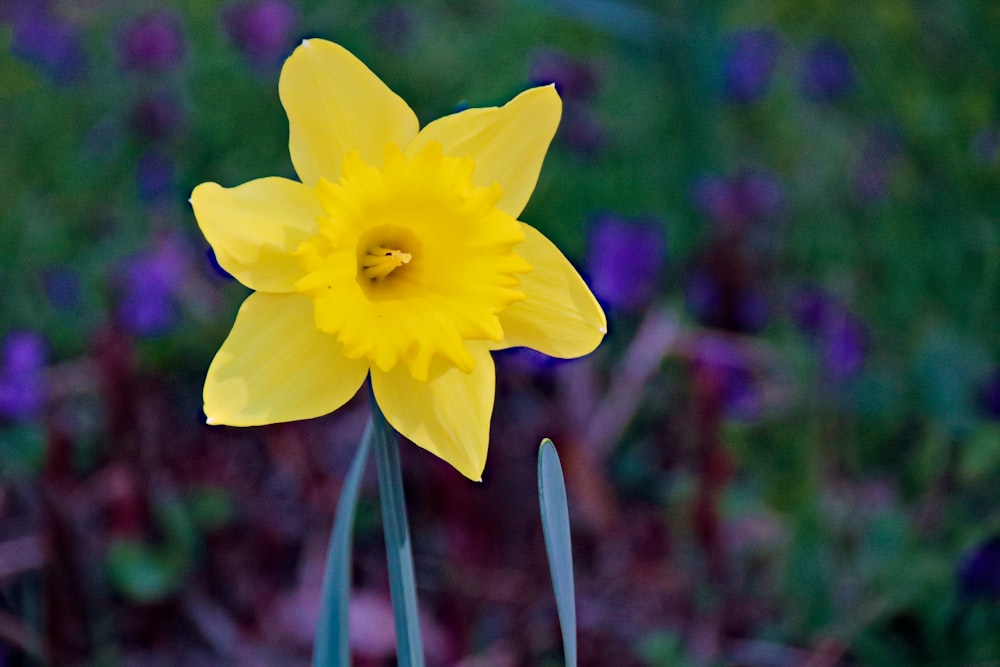 yellow daffodils in bloom during daytime