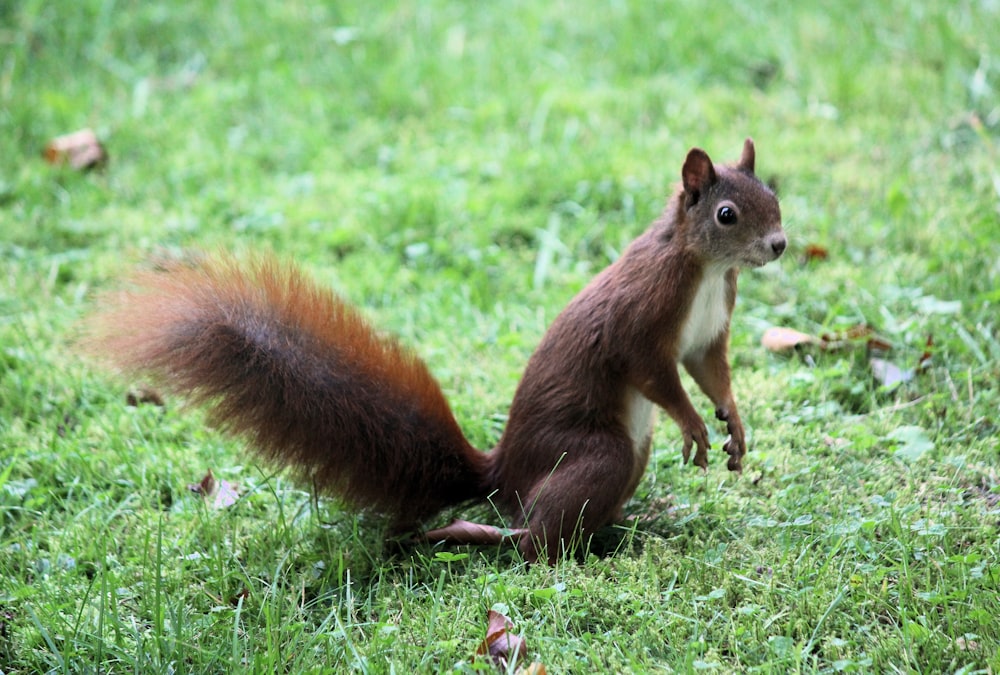 brown squirrel on green grass during daytime