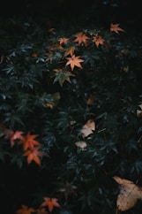 red and yellow maple leaves