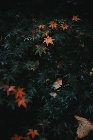 red and yellow maple leaves