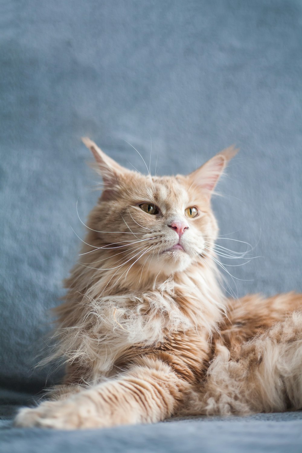 orange tabby cat lying on blue textile