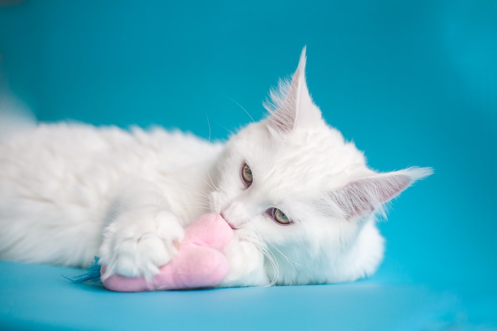 white cat lying on teal textile