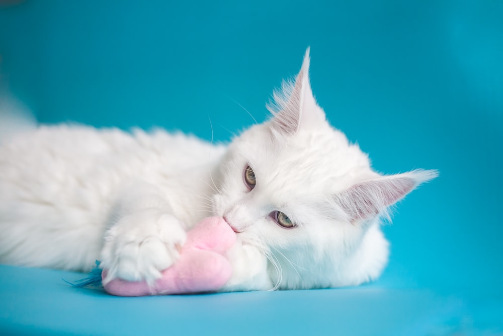 gato branco deitado no tecido azul-petróleo