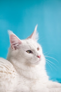 white cat on white textile