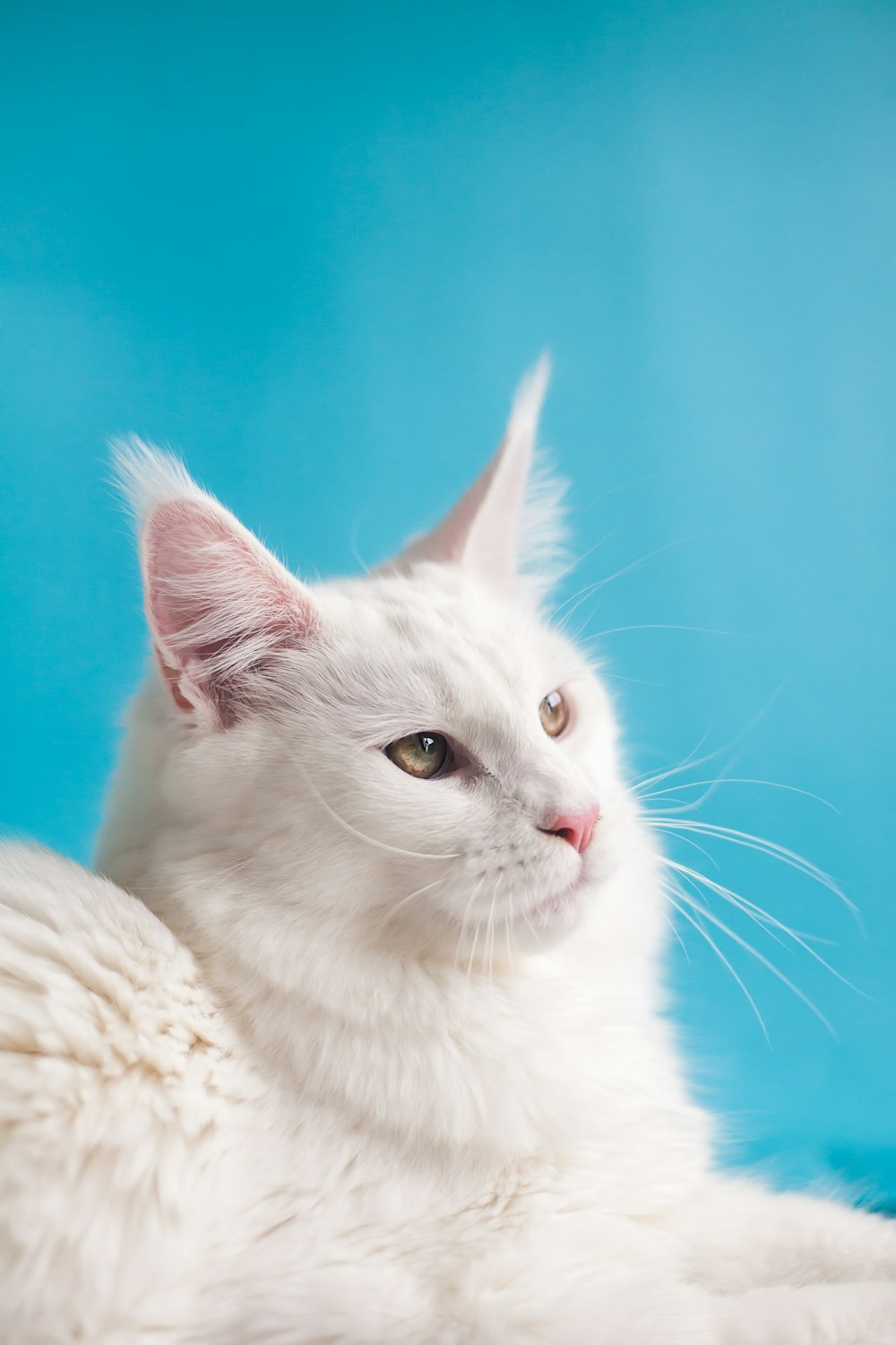 white cat on white textile