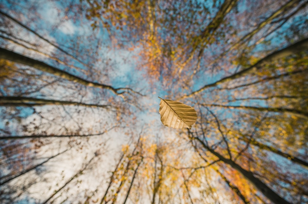 white and brown bird flying over bare trees during daytime