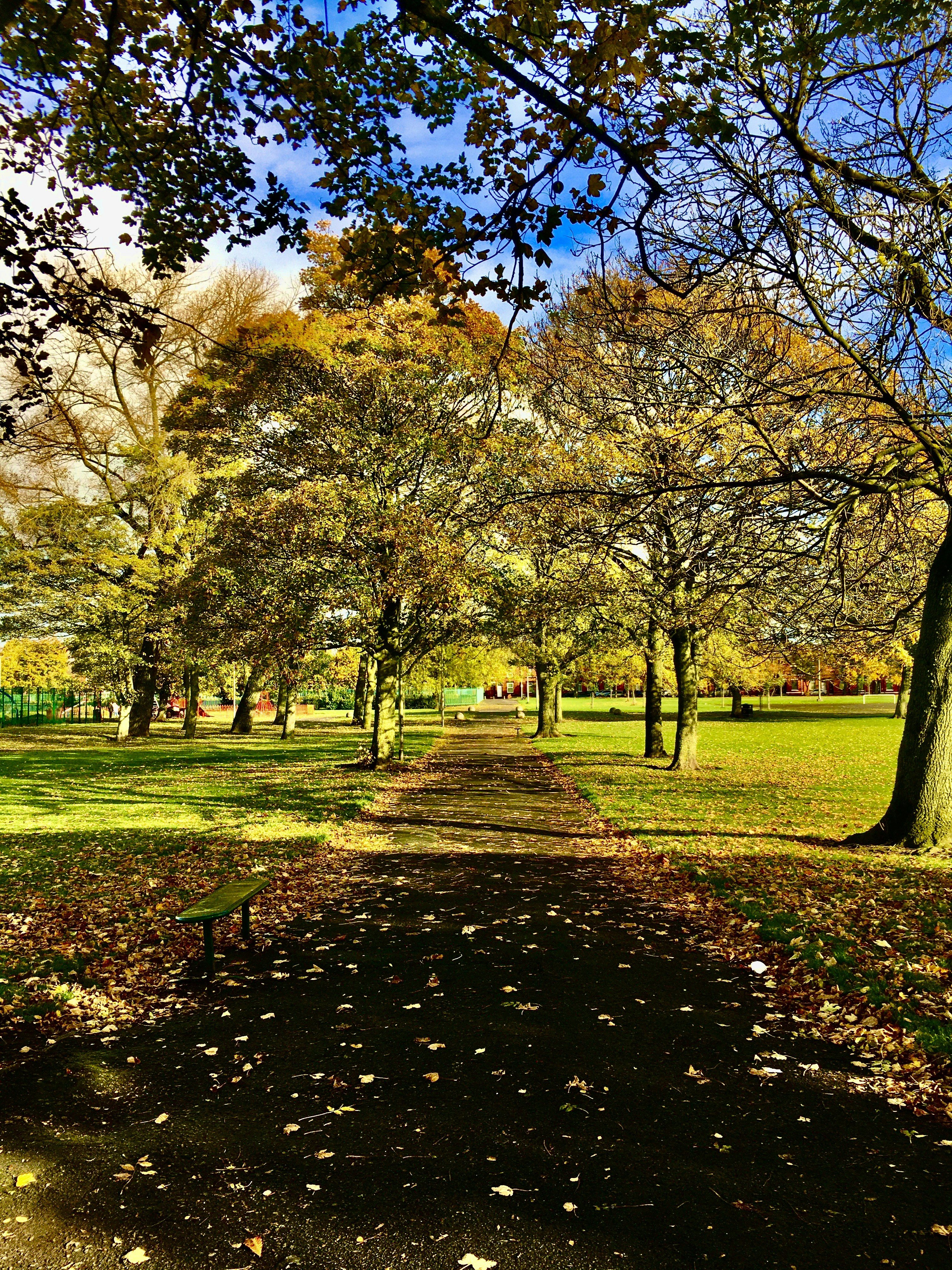 brown and yellow trees on green grass field during daytime
