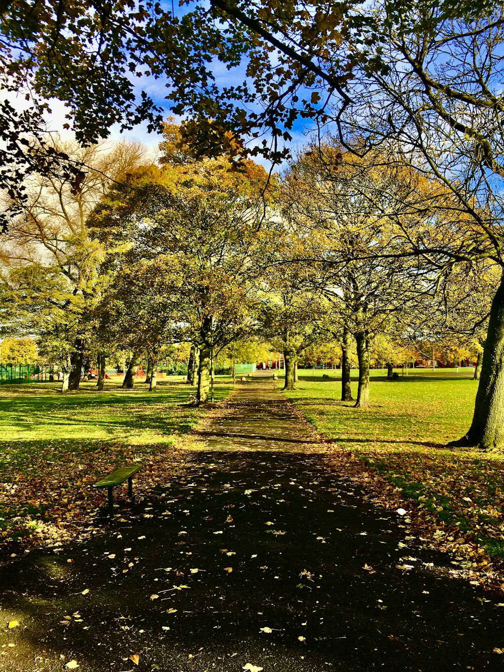 brown and yellow trees on green grass field during daytime