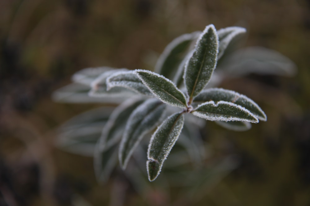 green leaf plant in close up photography