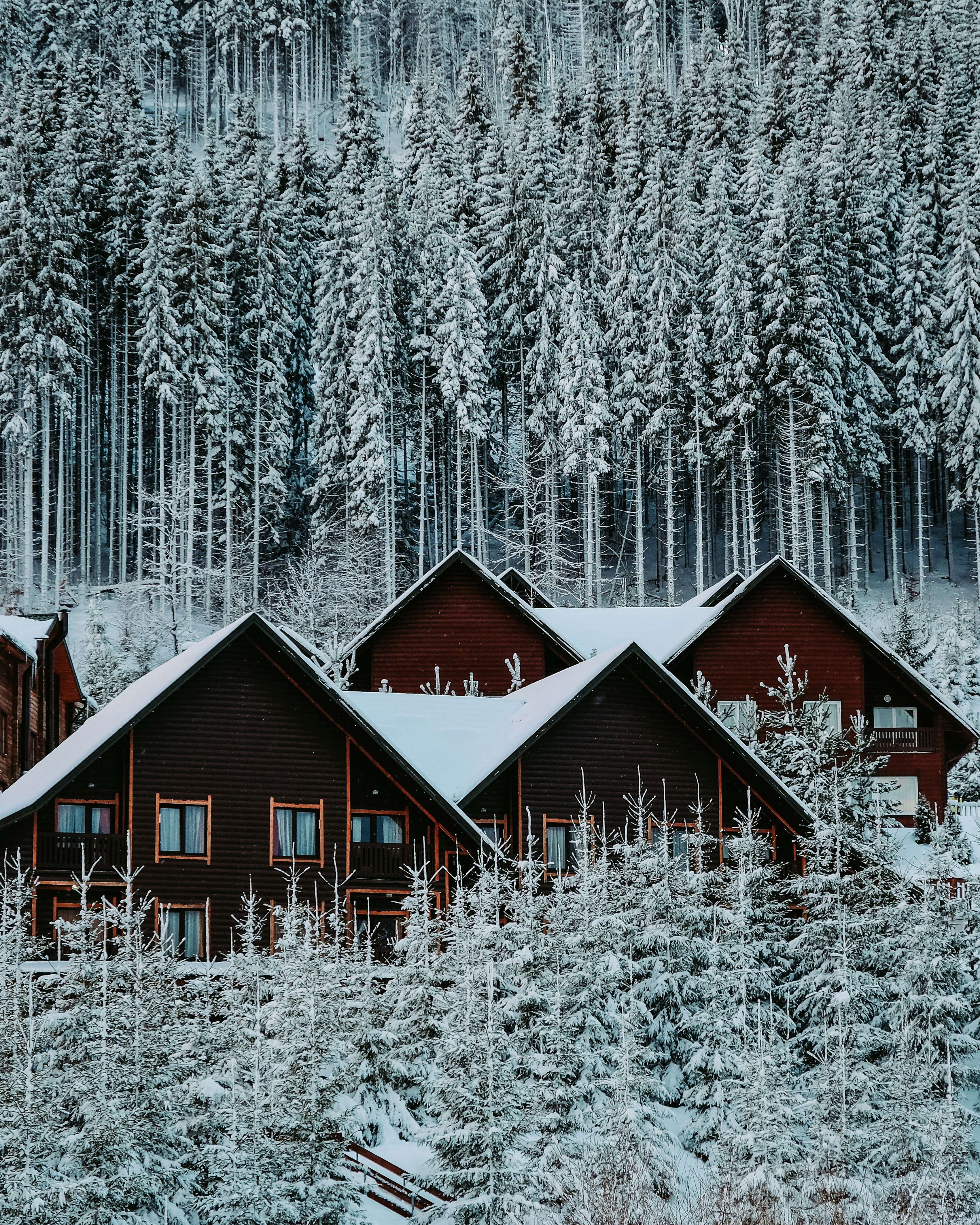 brown wooden house in the middle of snow covered forest