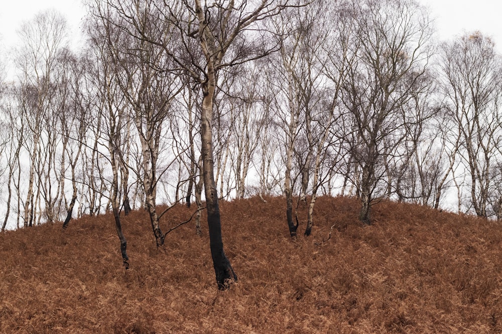 leafless trees on brown grass field