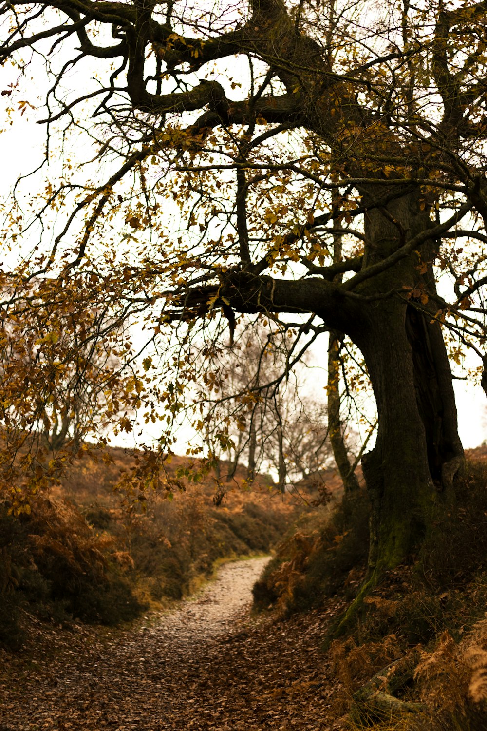 Árbol marrón sin hojas en la colina