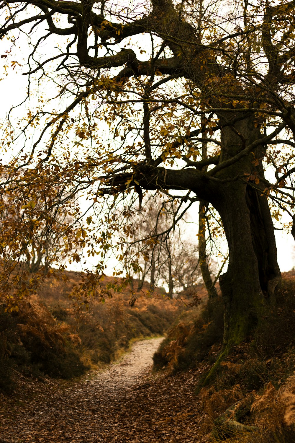 brown leafless tree on hill