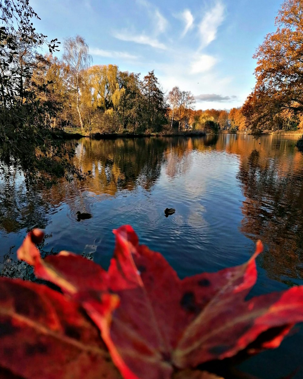 red leaves on body of water during daytime