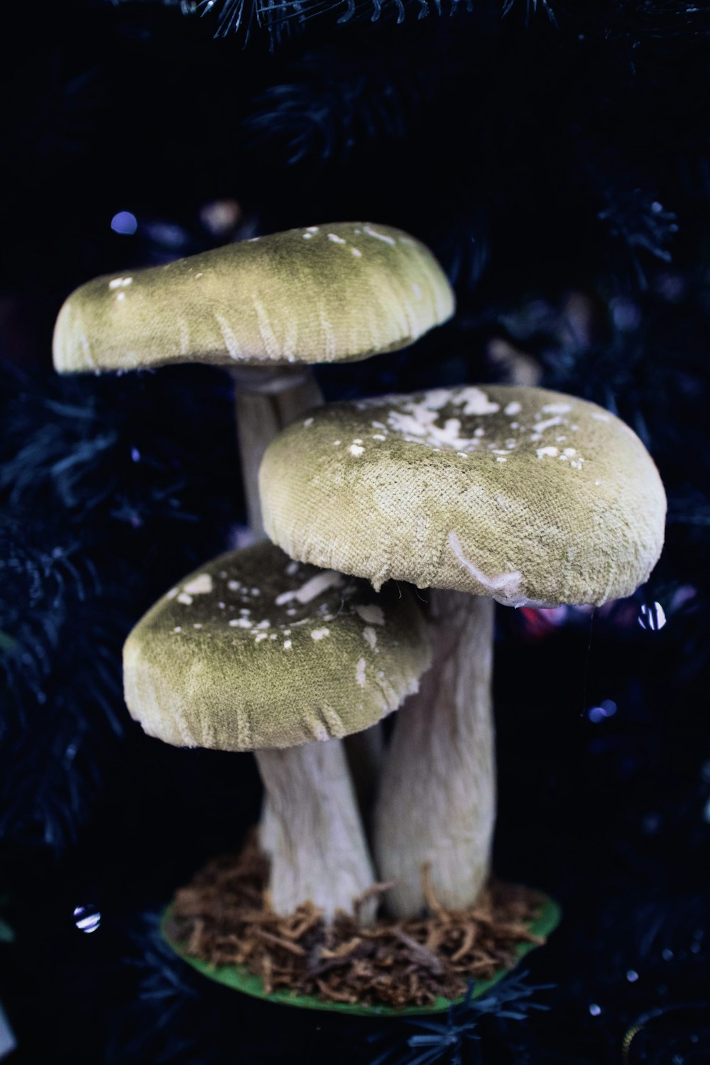 white and brown mushroom in water