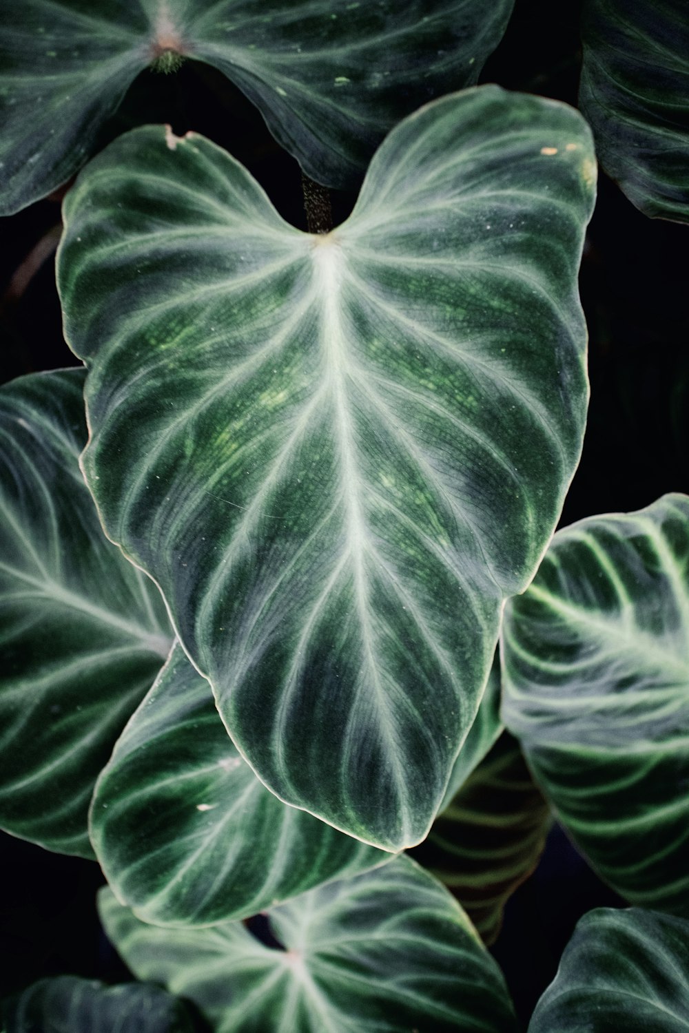 green leaves with water droplets