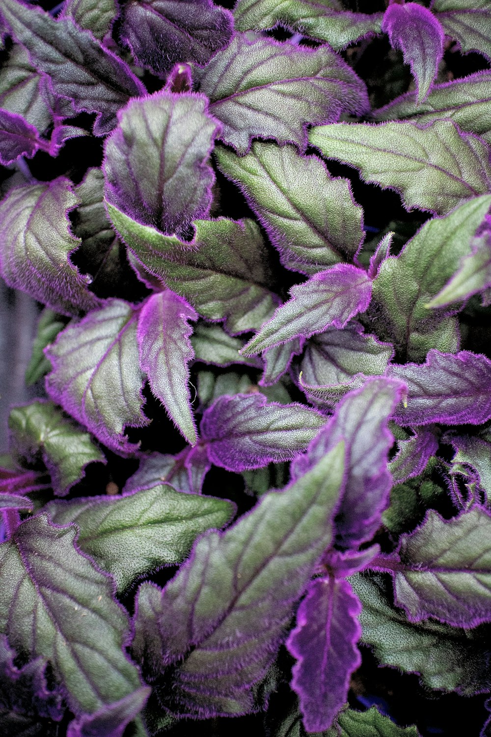 purple and green leaves in close up photography