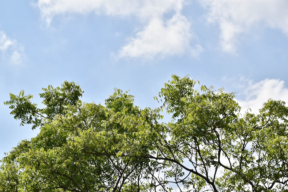 green tree under blue sky during daytime