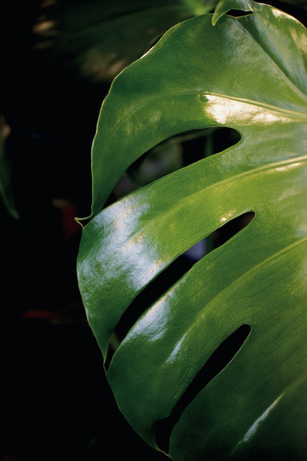 green leaf plant in close up photography