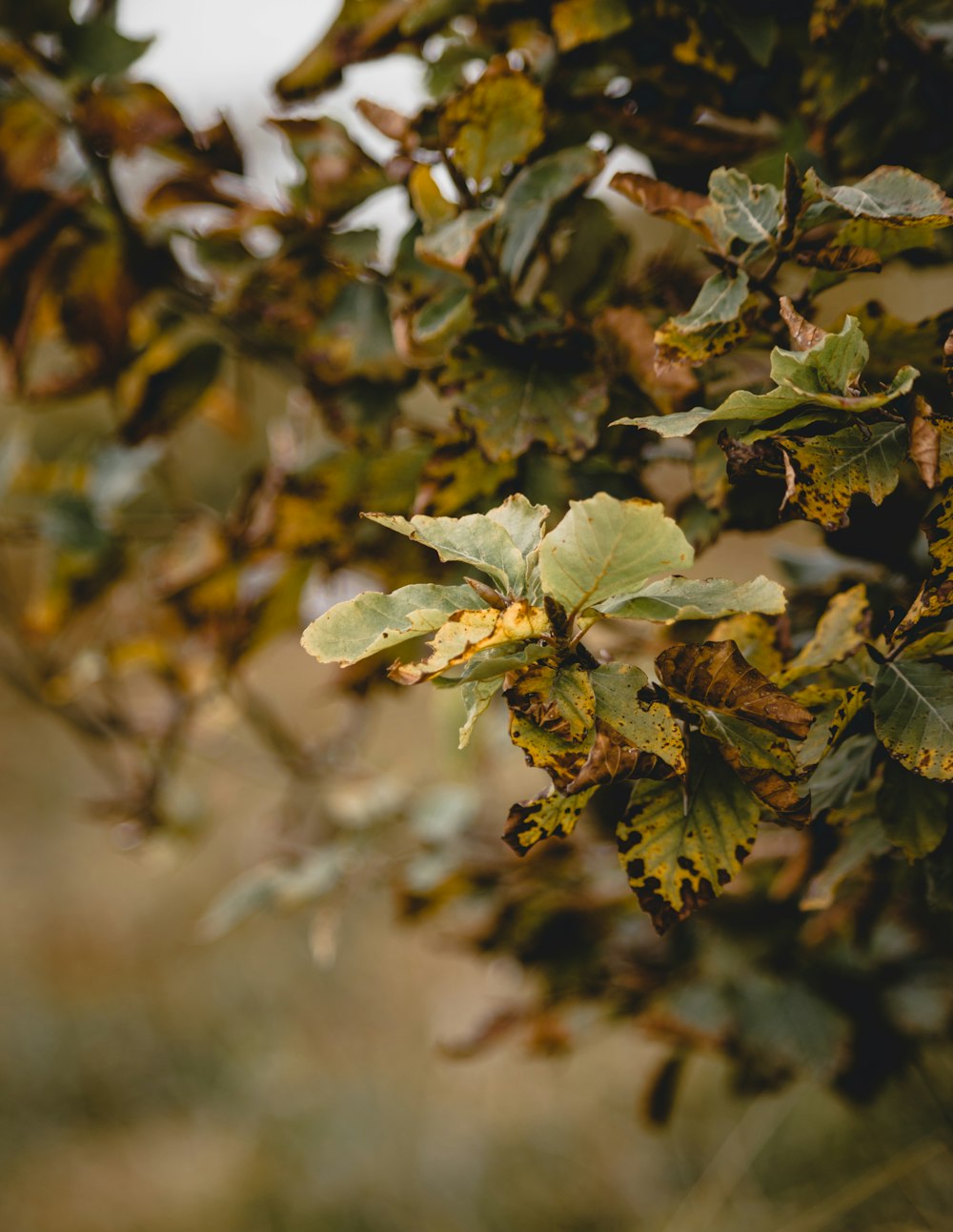 green and brown leaves in tilt shift lens