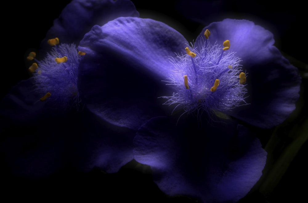 purple flower in macro shot