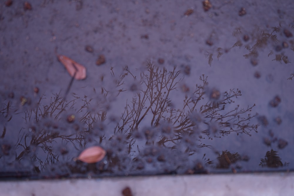 brown dried plant on gray concrete floor