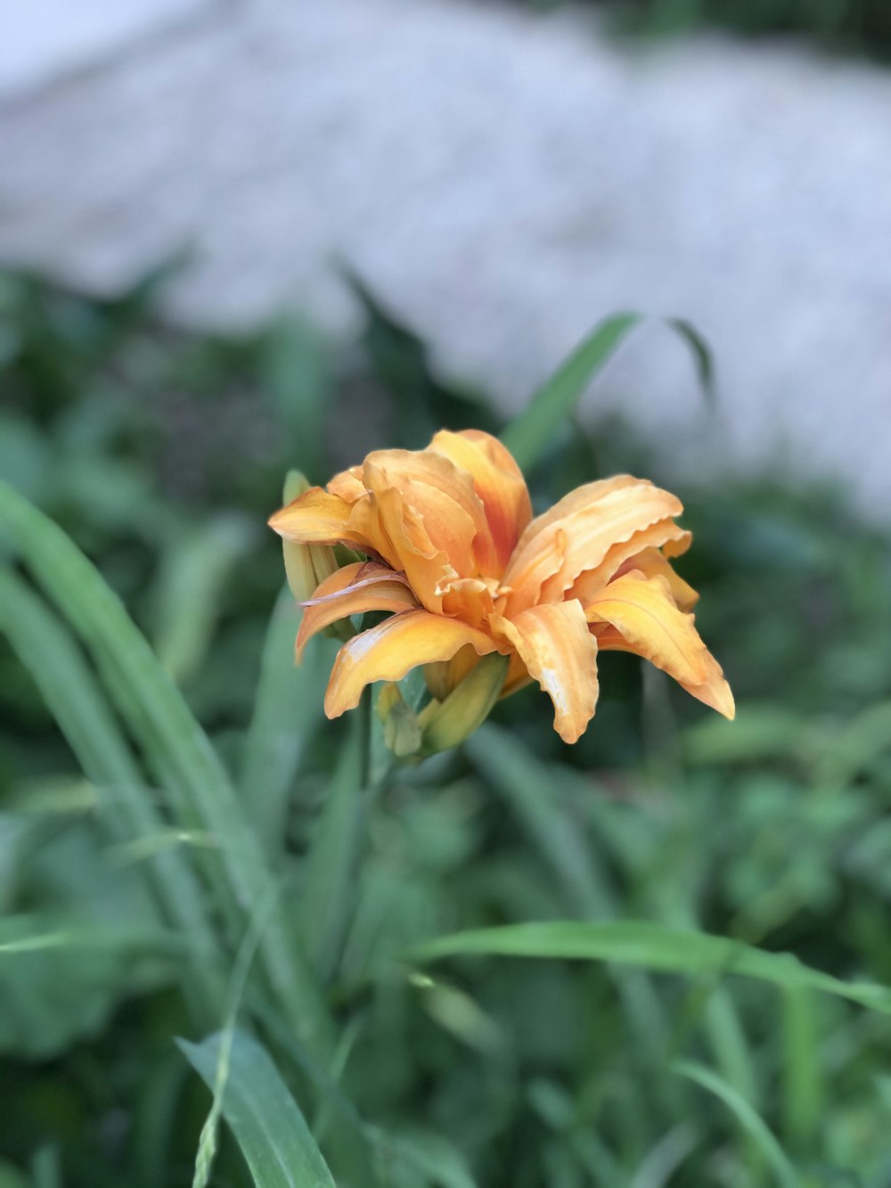 yellow flower in tilt shift lens