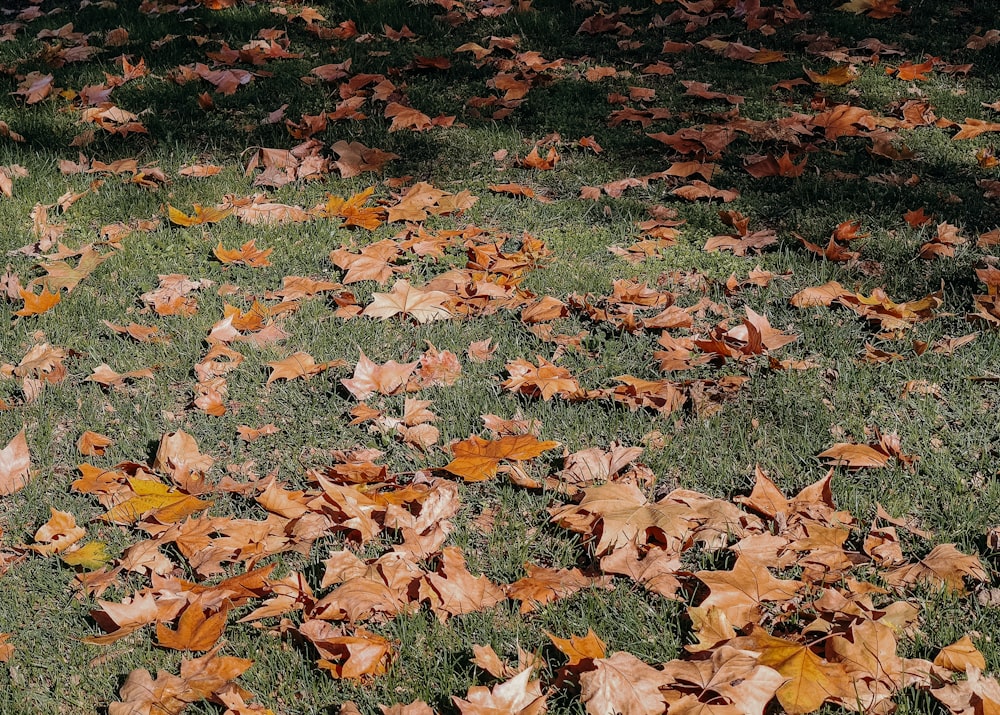 brown dried leaves on ground