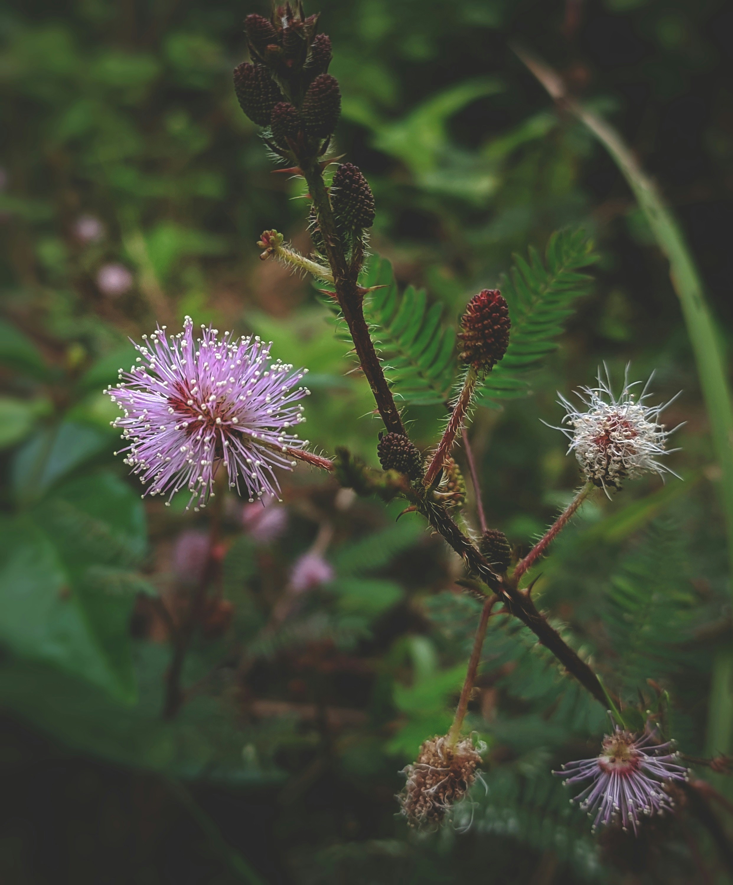 Photo by jasperamethyst