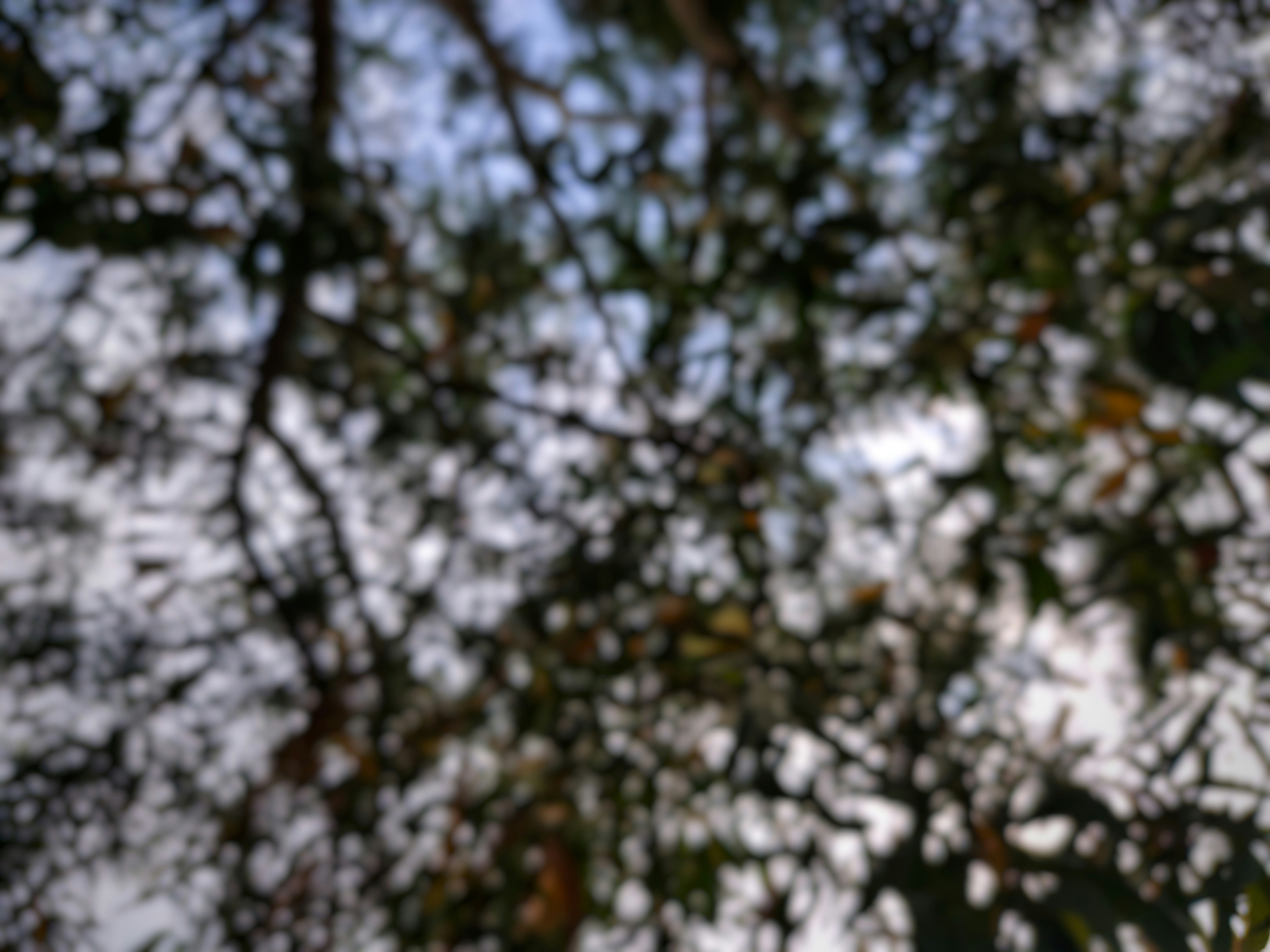 Photo by jasperamethyst