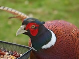 A close-up of a pheasant with vivid red, black, and brown plumage, standing next to a container filled with assorted seeds and dried fruits. The bird's detailed feathers and bright colors are prominent against a blurred green background.