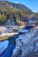 green pine trees near river during daytime