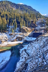 green pine trees near river during daytime