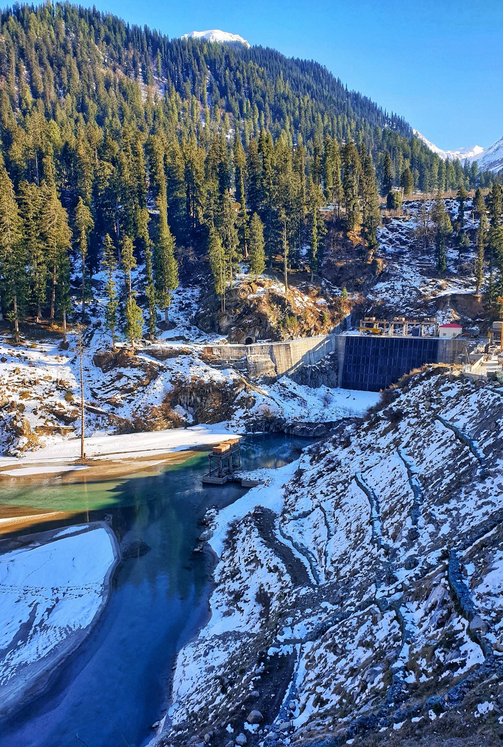 pini verdi vicino al fiume durante il giorno