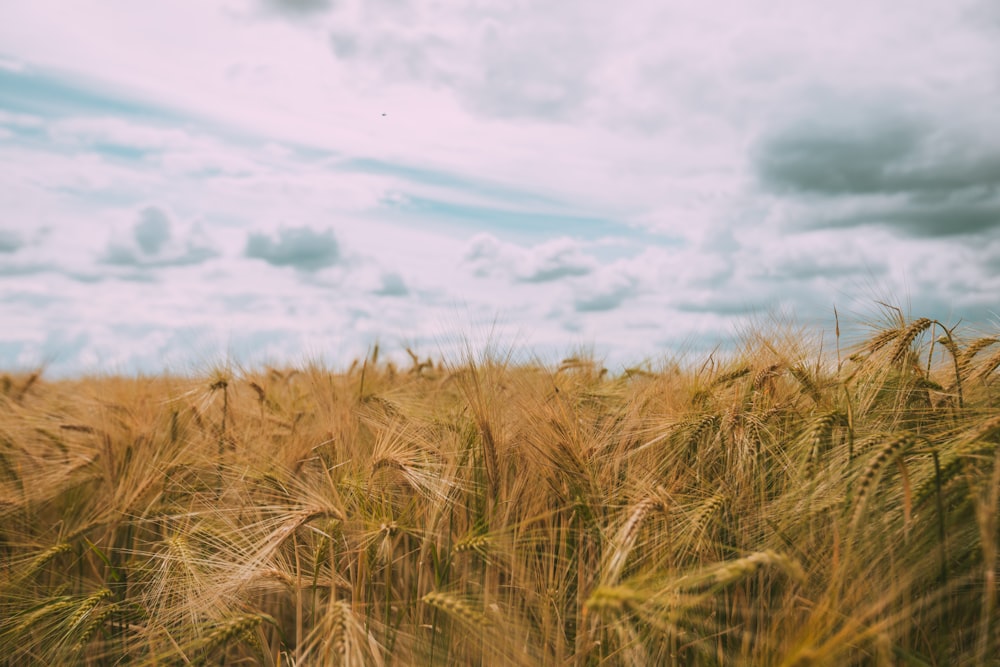 brown grass field under white clouds and blue sky during daytime