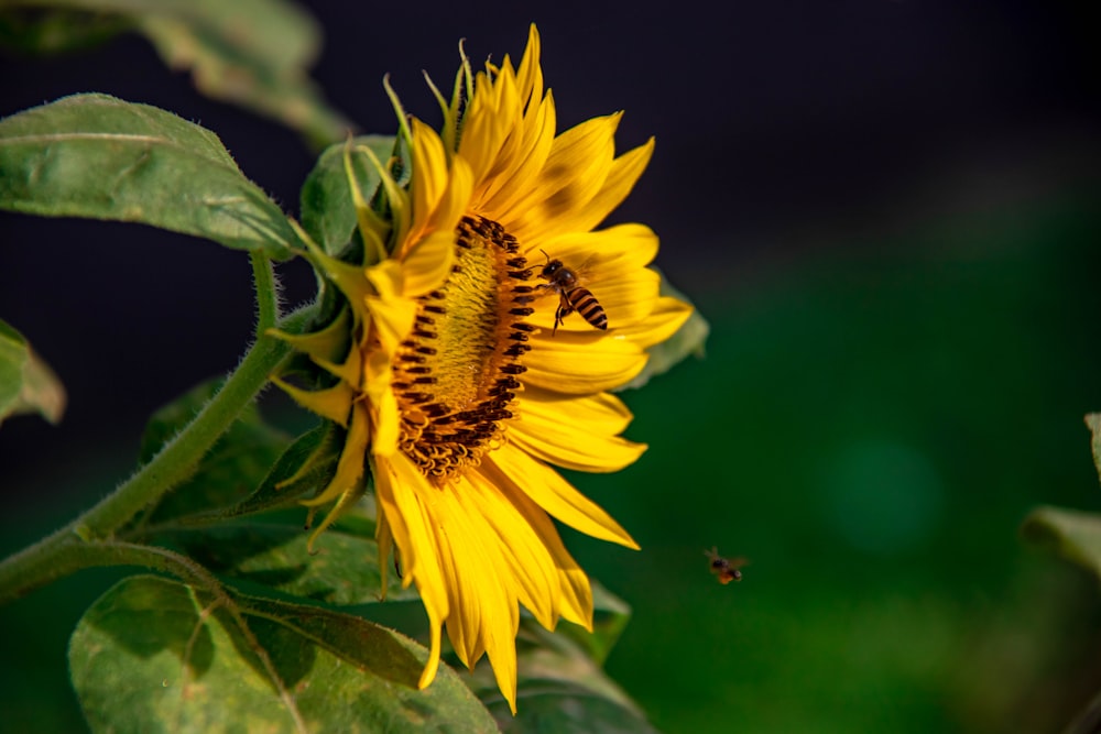 yellow sunflower in tilt shift lens