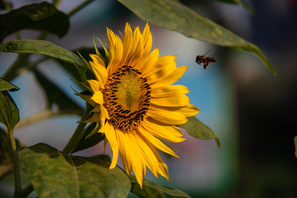 yellow sunflower in tilt shift lens